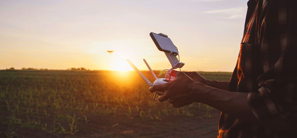 Pessoa operando drone sobre plantação ao pôr do sol, representando monitoramento agrícola e detecção de pragas