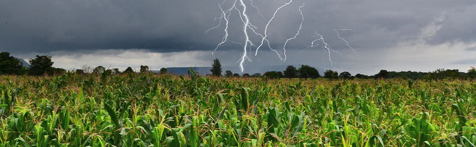 Principais Fatores Climáticos que Afetam as Pragas