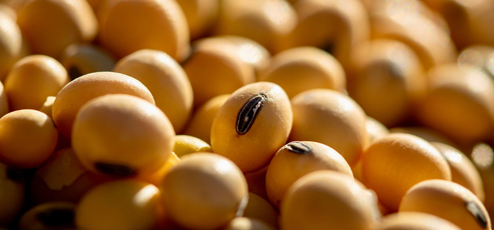 grãos de soja maduros, representando produtividade agrícola e análise de safra no Brasil