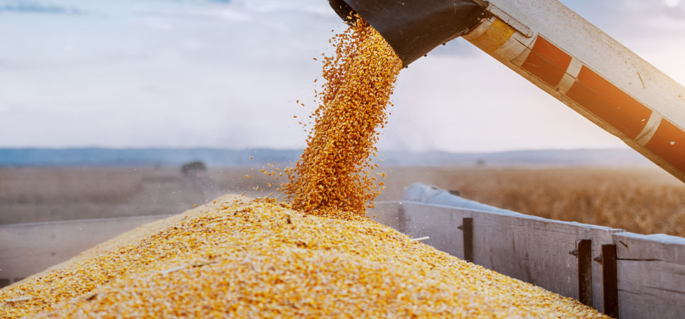 Grãos de soja maduros com alto padrão de qualidade, foco em produtividade agrícola por hectare.