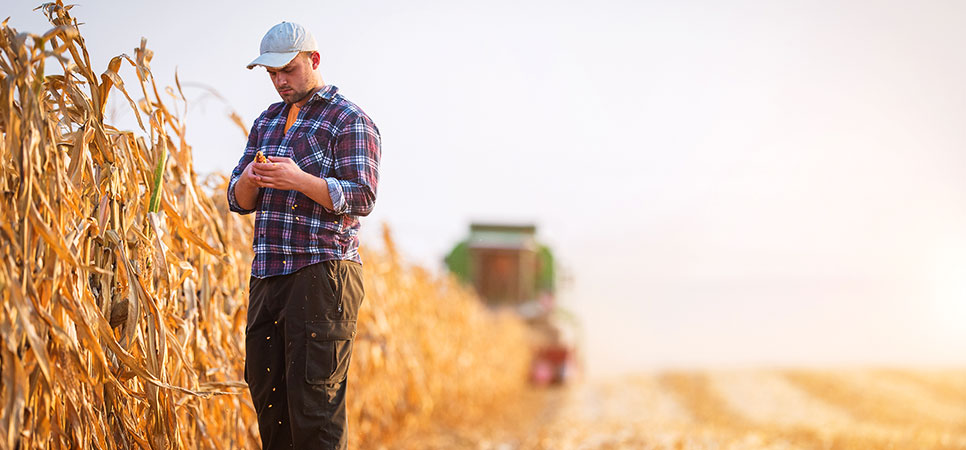 Produtor analisando dados no milharal com colheitadeira ao fundo, gestão agrícola e tomada de decisão no campo.