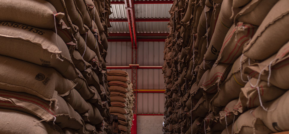 Sacos de café empilhados em armazém organizado, garantindo qualidade, segurança e redução de perdas no armazenamento agrícola.